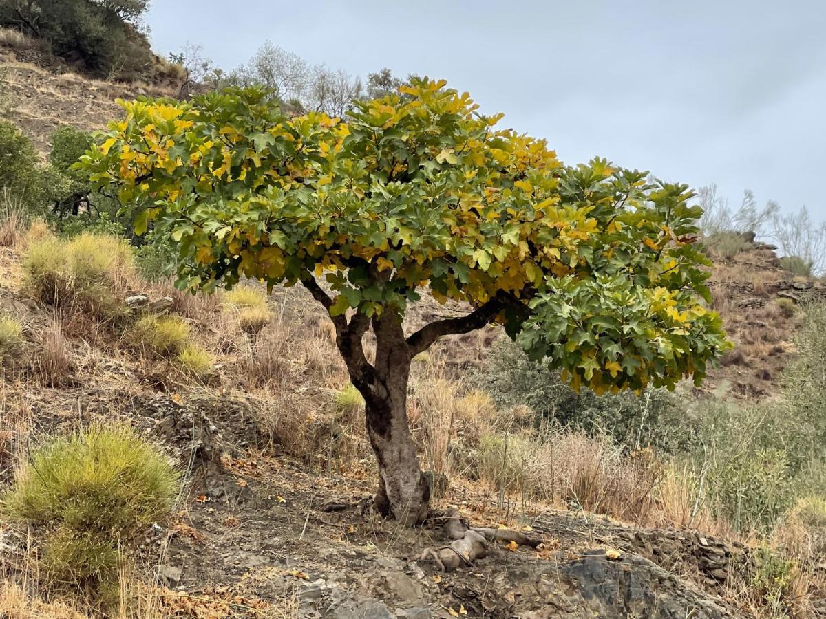 Canillas de AceitunoCasa Del Limonアパートメント エクステリア 写真